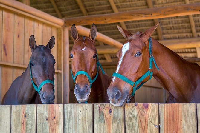 Swimming with Horses at the Beach from Punta Cana Free transportation - Riding through Punta Cana’s tropical forest