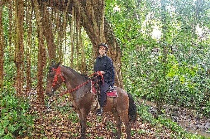 The Ultimate Dominican Horseback Riding Adventure - Meeting the Paso Higueyano horses