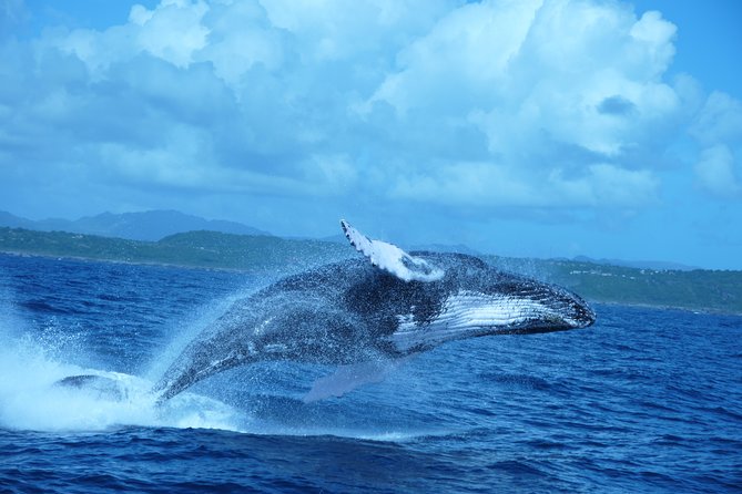 Whale Watching and Bacardi Island day trip from Punta Cana - Why pair whales with Cayo Levantado?