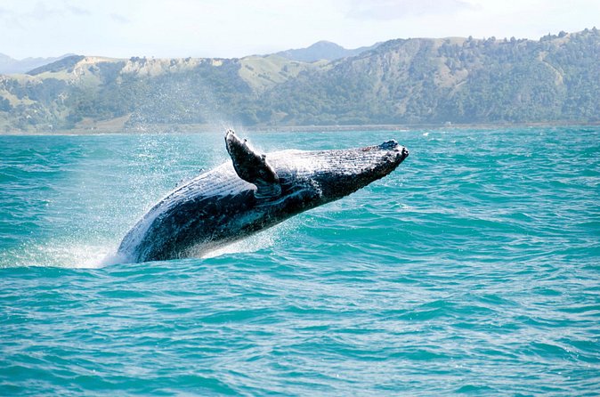 Whale Watching and Bacardi Island day trip from Punta Cana - Food, drinks, and what is included