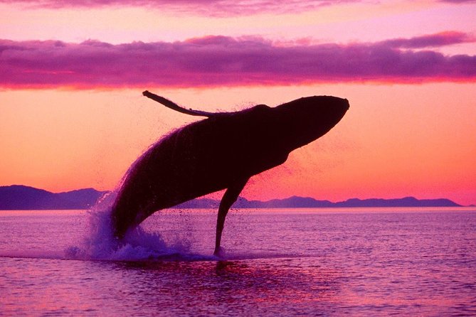 Whale Watching and Bacardi Island day trip from Punta Cana - Who will enjoy this Punta Cana day trip?