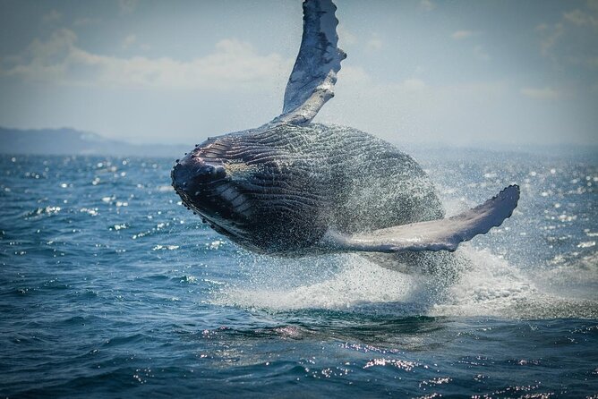 Whale Watching, Cayo Levantado and Limón Waterfall in Samaná - The Day at a Glance