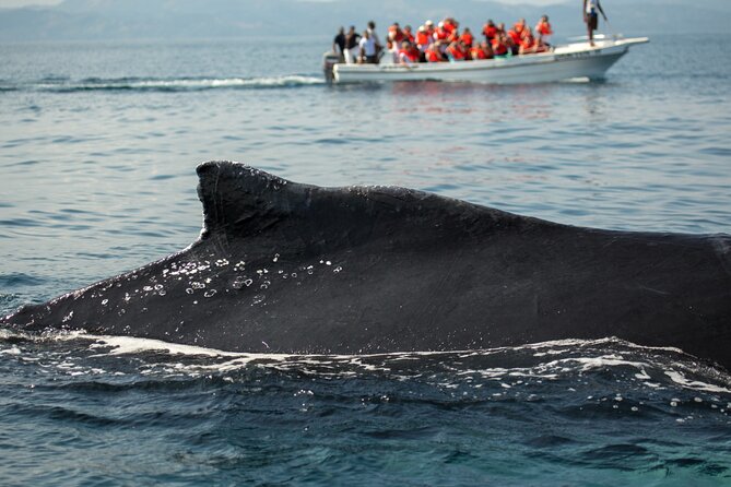 Whale Watching, Cayo Levantado and Limón Waterfall in Samaná - Breakfast at La Canita Before the Catamaran