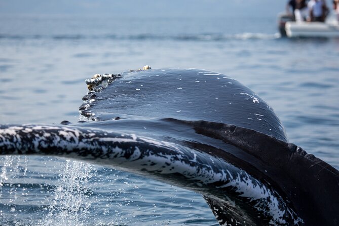 Whale Watching, Cayo Levantado and Limón Waterfall in Samaná - Limón Waterfall and the Extra Horseback Cost