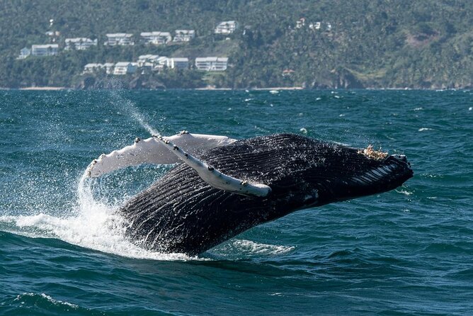 Whale Watching, Cayo Levantado and Limón Waterfall in Samaná - The Mountain Ranch and a Typical Dominican House