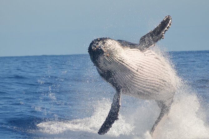Whale Watching, Cayo Levantado and Limón Waterfall in Samaná - The Pace, Group Size, and Physical Demands
