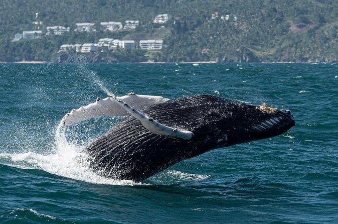 Whale Watching, Cayo Levantado and Limón Waterfall in Samaná - Weather and Cancellation Rules