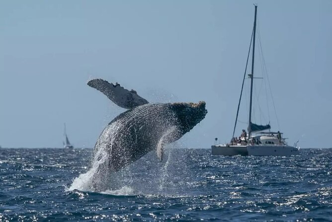 Whale Watching in Samaná Bay + Bacardi Island Beach- Full DayTrip - Key points to know before you book