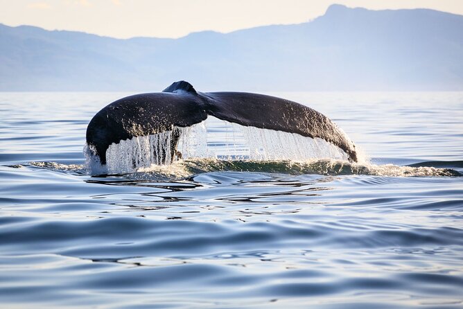 Whale Watching in Samaná Bay + Bacardi Island Beach- Full DayTrip - The early ride to Las Cañitas
