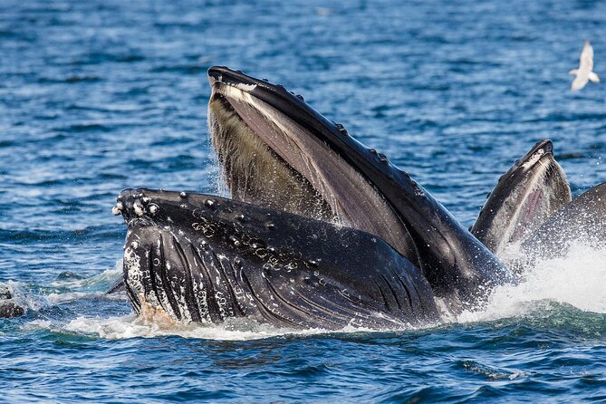 Whale Watching in Samaná Bay + Bacardi Island Beach- Full DayTrip - Four hours on Cayo Levantado, or Bacardi Island