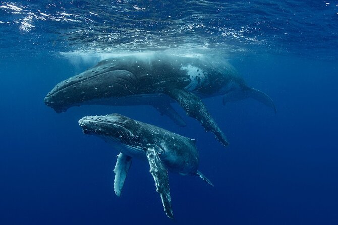 Whale Watching in Samaná Bay + Bacardi Island Beach- Full DayTrip - What the $169 price really covers