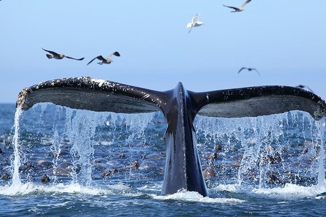 Whale Watching in Samaná Bay + Bacardi Island Beach- Full DayTrip - The parts that may test your patience