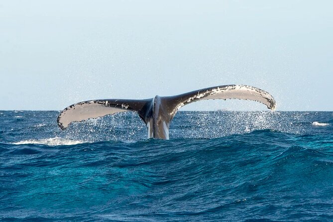 Whale Watching in Samaná Bay + Bacardi Island Beach- Full DayTrip - Who will get the most from this excursion