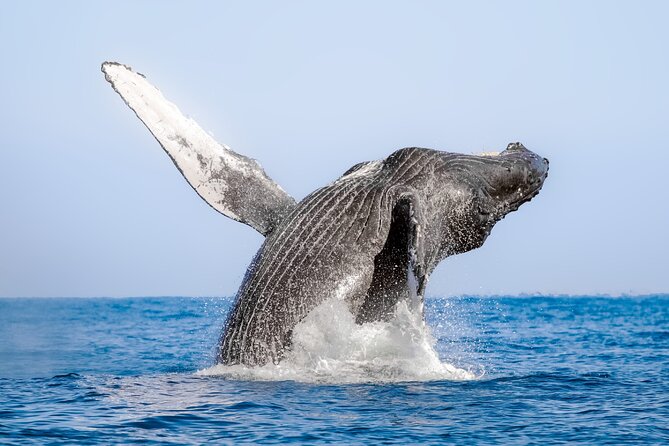 Whale Watching in Samaná Bay + Bacardi Island Beach- Full DayTrip - Smart ways to prepare for the boat and beach