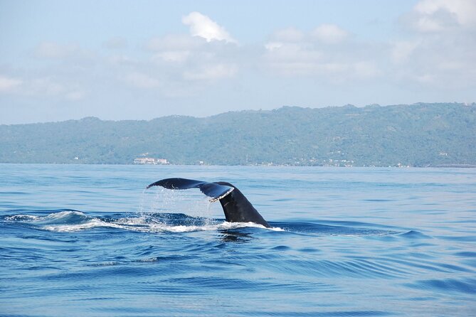 Whale Watching & Limón Waterfall Day Trip - Key points before you book