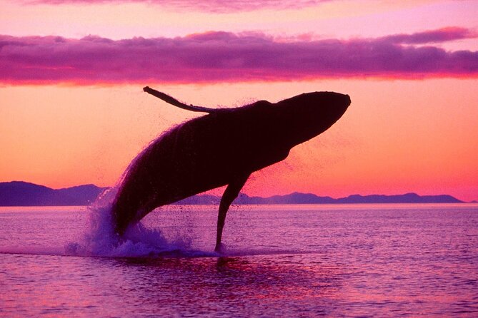 Whale Watching & Limón Waterfall Day Trip - Why the whales make this Punta Cana day trip different