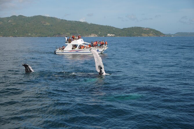 Whale Watching & Limón Waterfall Day Trip - Crossing Samaná Bay by catamaran
