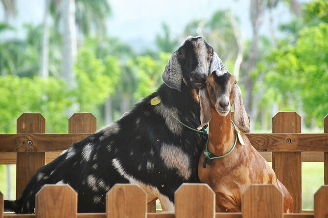 Xploration Animal Encounters Half Day Tour from Punta Cana - What the price of $90 really covers